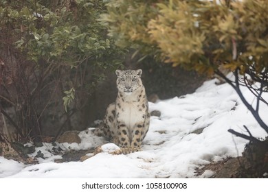 Snow Leopard Or Ounce (Panthera Uncia)