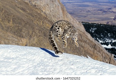 Snow Leopard or Ounce, uncia uncia, Adult leaping on Snow  