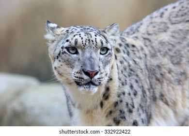 Snow Leopard (Panthera Uncia)