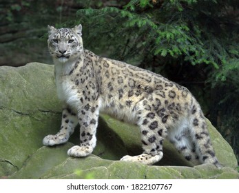 Snow Leopard (Panthera Uncia); Captive