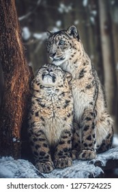 Snow leopard (Panthera uncia) cute kitten with mother