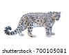 snow leopard isolated