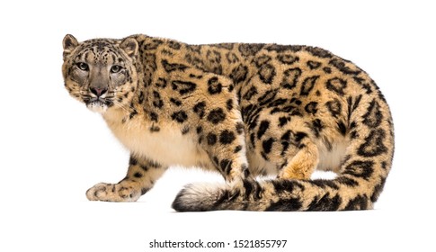 Snow leopard, Panthera uncia, also known as the ounce walking against white background