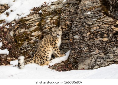Leopard Standing On Rock Images Stock Photos Vectors Shutterstock