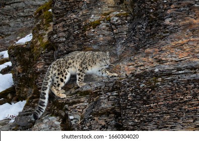 Snow leopard (Panthera uncia) walking on a snow covered rocky cliff in winter