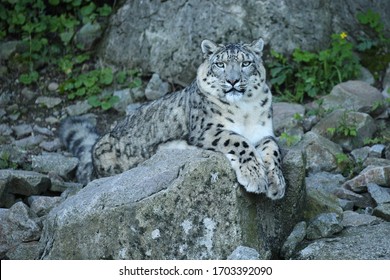 Leopard Des Neiges High Res Stock Images Shutterstock