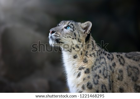 Snow leopard portrait close up on dark background