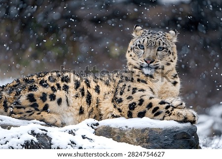 A snow leopard is resting amidst the falling snow.