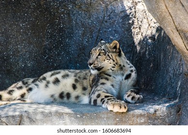 Snow leopard is resting on a stone ledge.