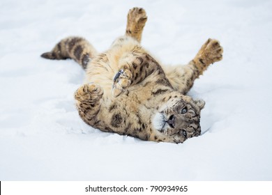 Snow leopard rolls in the snow