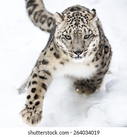 Snow Leopard Running In Snow