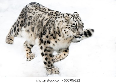 Snow Leopard Running in Snow