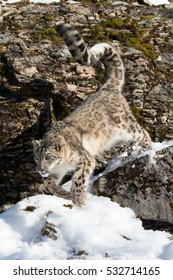 Snow Leopard Running Down Rocky Cliff Face With Snow
