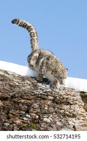 Snow Leopard Running Down Rocky Cliff Face With Snow
