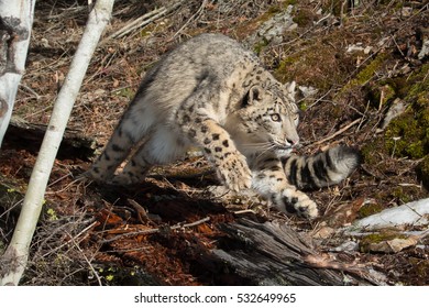 Snow Leopard Running Full Speed In Wooded Area
