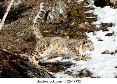 Snow Leopard Running On Snow Covered Rocky Hillside