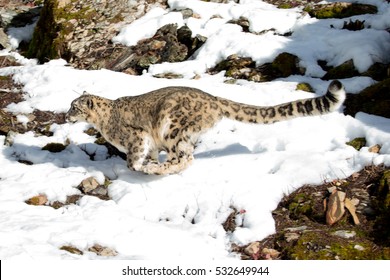 Snow Leopard Running On Snow Covered Rocky Hillside