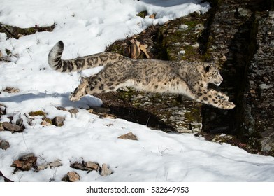 Snow Leopard Running On Snow Covered Rocky Hillside