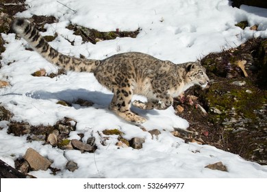 Snow Leopard Running On Snow Covered Rocky Hillside