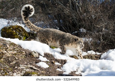 Snow Leopard Running On Snow Covered Rocky Hillside