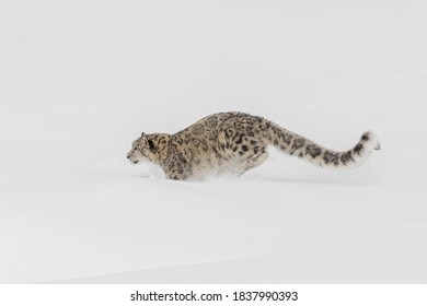 Snow Leopard Running Through Snow, Montana.