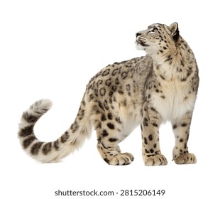 Snow Leopard Single Snow Leopard Standing On Al Isolated On White Background