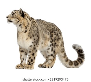 Snow Leopard Single Snow Leopard Standing On Al Isolated On White Background