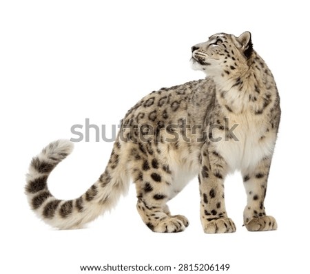 Snow Leopard Single Snow Leopard Standing On Al Isolated On White Background