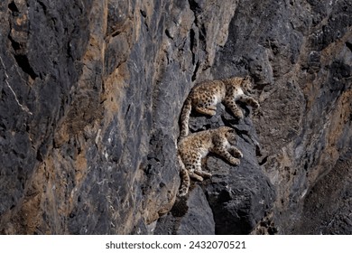 Snow leopard sleeping on the rock ledge, wild cat in the moutains habitat. Snow leopard on the rock in winter, sitting in the nature stone rocky mountain habitat, Spiti Valley, Himalayas in India. 
