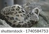 snow leopard sleep