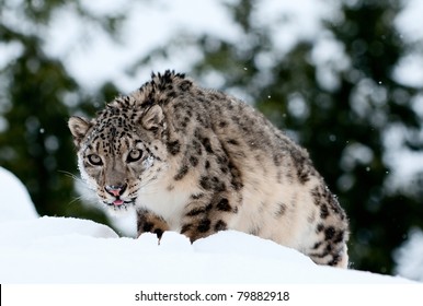 Snow leopard stalking in fresh snow