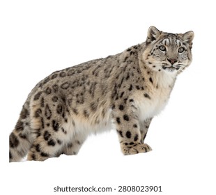 Snow Leopard Standing Alert Full Body Side View Isolated On White Background
