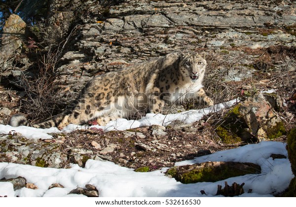 Snow Leopard Standing On Snow Covered Stock Photo Edit Now