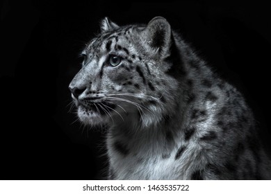 4,529 Snow leopard face Images, Stock Photos & Vectors | Shutterstock