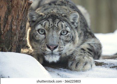 Snow Leopard, Uncia Uncia, Observing Prey