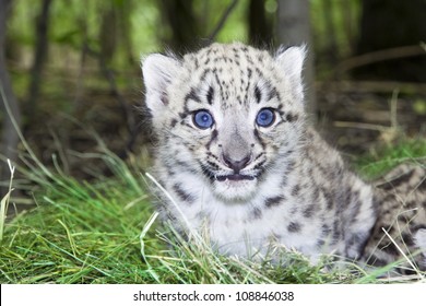 931 Snow leopard baby Images, Stock Photos & Vectors | Shutterstock