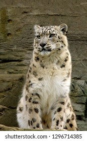 Snow Leopard Waiting