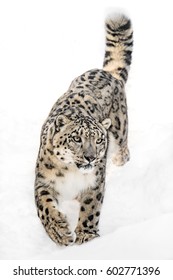 Snow Leopard Walking in Snow