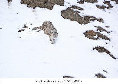 Snow Leopard walking in the snow for hunt