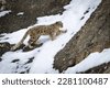 snow leopard himalayas
