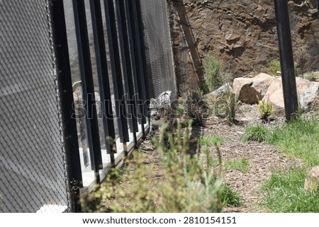 snow leopard walking within enclosure, rocky terrain like natural, mountainous habitat