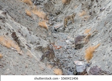 Snow leopard in the wild. It is believed that  less than 9,000 of these elusive cats roam in the wilderness.