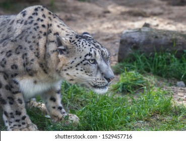 Snow Leopard Snow Leopard Wild Cats Stock Photo 1529457716 | Shutterstock