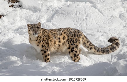 680 Snow jaguar Stock Photos, Images & Photography | Shutterstock