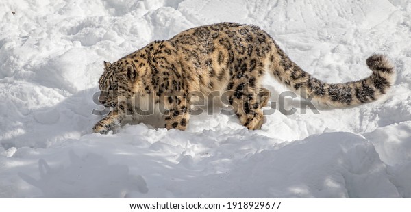 Snow leopard\
in winter snow. Snow leopards are a large cat native to the\
mountain ranges of Central and South Asia.\

