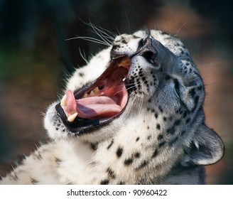 Snow Leopard Yawn