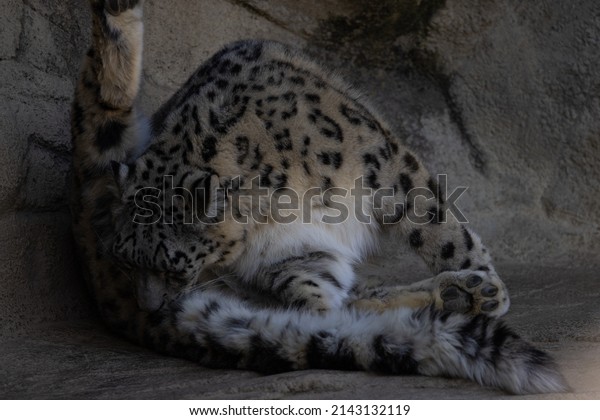 The\
snow leopards (like the Siberian tiger) are record holders of all\
cats. Their uniqueness is also confirmed by the fact that they can\
jump up to 16 m and that they have the thickest\
fur.