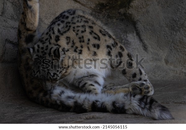 The\
snow leopards (like the Siberian tiger) are record holders of all\
cats. Their uniqueness is also confirmed by the fact that they can\
jump up to 16 m and that they have the thickest\
fur.