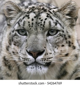 snow leopard's portrait