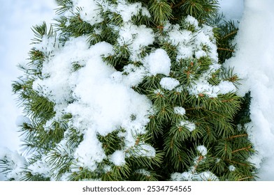 Snow lies on the branches of a spruce tree in close-up. Winter mood. The first snow - Powered by Shutterstock